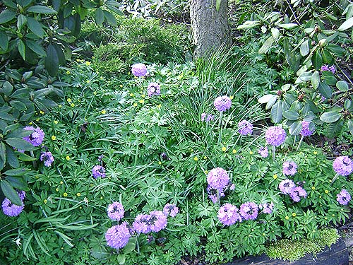 gule-anemoner