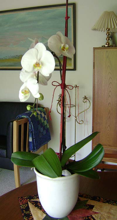 morsdag-orkide