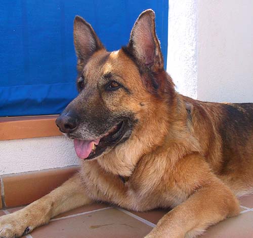 baloo01-1