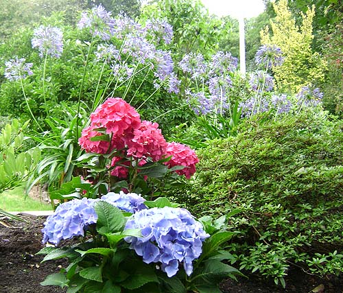 28-08-2009 hortensia
