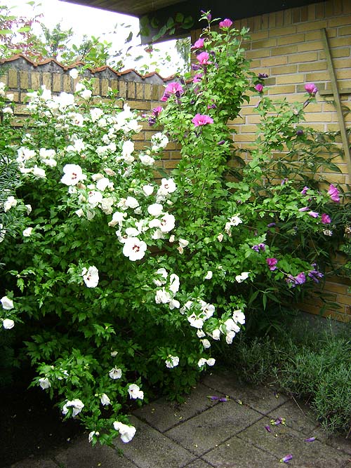 28-08-2009 syrisk rose