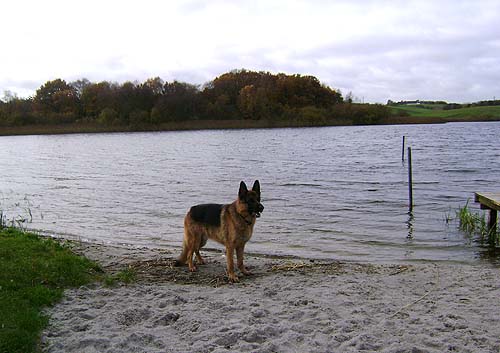 efterår sø og hund 2 efterår sø og hund 2