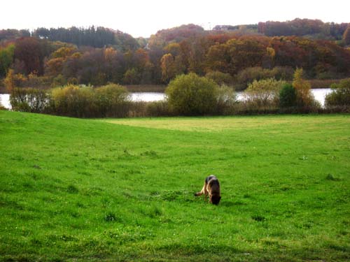 efterår sø og hund efterår sø og hund