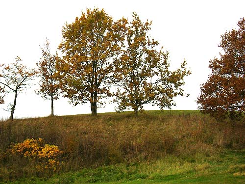 efterår træer efterår træer