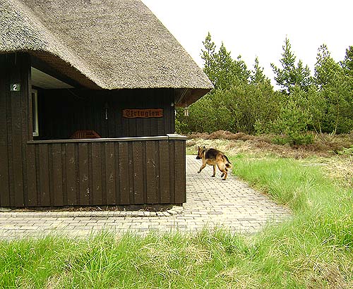 whisky i blaavand 3