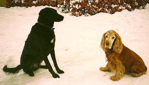 Bamse og Toby 1994