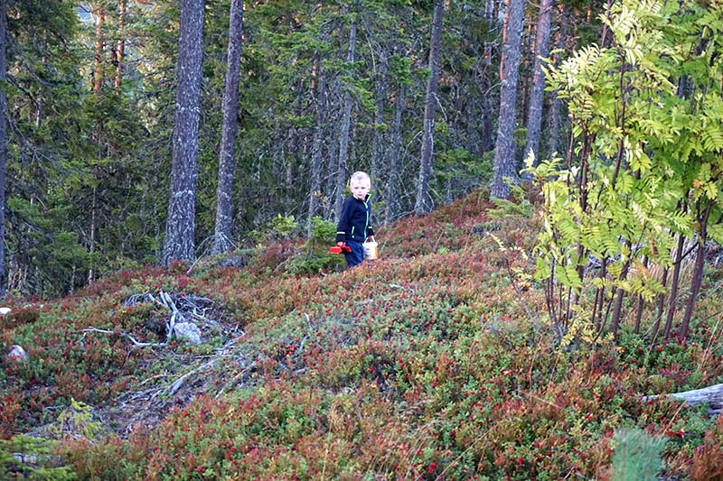 victor plukker tyttebær